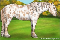 Horse Color:Gold Champagne Appaloosa  and Gold Champagne Appaloosa 
