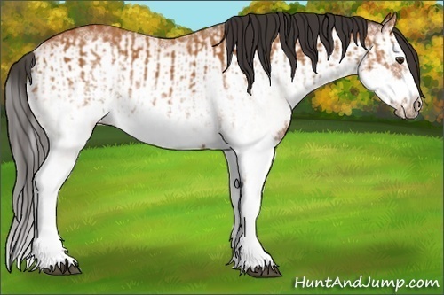 Horse Color:White Spotted Bay Splash  and White Spotted Bay Splash Frame 