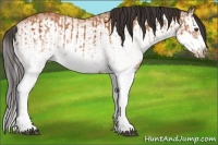 Horse Color:White Spotted Bay Splash  and White Spotted Bay Splash Frame 