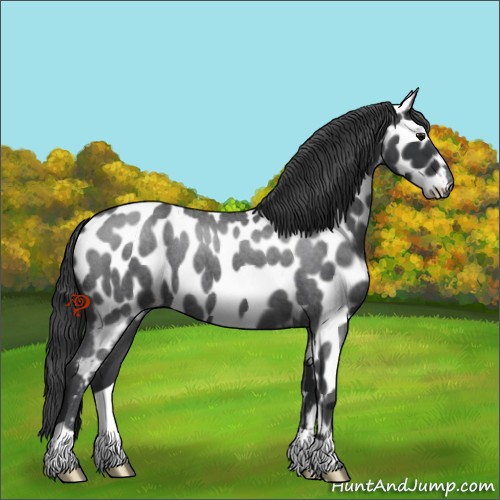 Horse Color:Blue Roan Near Leopard