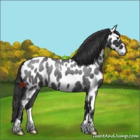 Horse Color:Blue Roan Near Leopard 