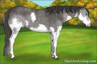 Horse Color:Black Splash Snowflake Varnish 