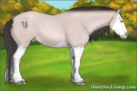 Horse Color:Platinum Amber Champagne Splash 
