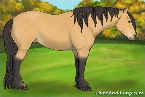 Horse Color:Buckskin 
