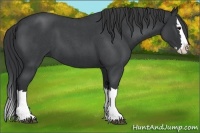 Horse Color:Blue Roan Splash 