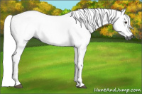 Horse Color:Gray Bay 