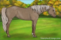 Horse Color:Silver Grullo