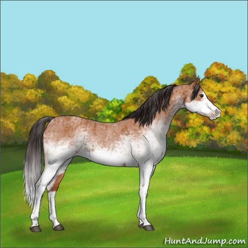 Horse Color:White Spotted Bay Roan Splash  and White Spotted Bay Roan Splash 