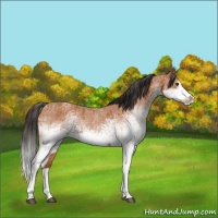 Horse Color:White Spotted Bay Roan Splash and White Spotted Bay Roan Splash