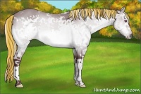 Horse Color:Painted White Spotted Chocolate Silver Brown Chinchilla Splash Rabicano