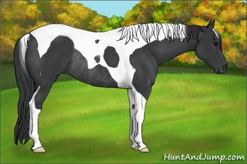 Horse Color:Black Tobiano Rabicano 