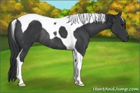 Horse Color:Black Tobiano Rabicano 