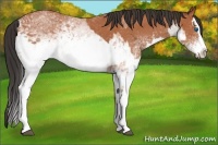 Horse Color:White Spotted Bay Splash  and White Spotted Bay Splash 