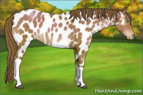 Horse Color:Black Pearl Near Leopard 
