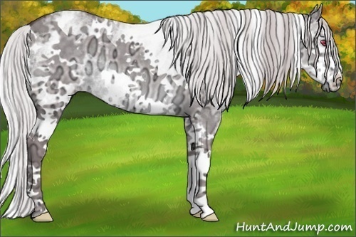 Horse Color:White Spotted Chocolate Silver Grullo Chinchilla Ice 