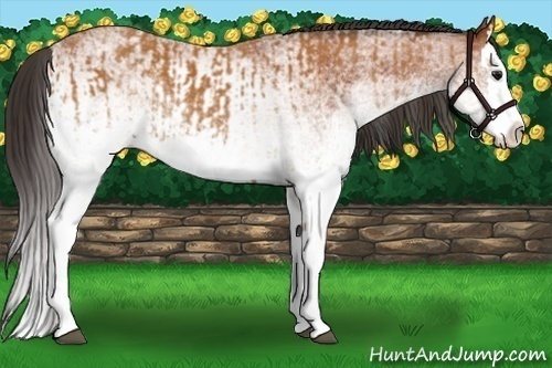 Horse Color:White Spotted Bay Splash and White Spotted Bay Splash