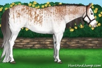Horse Color:White Spotted Bay Splash  and White Spotted Bay Splash 