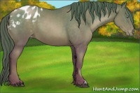 Horse Color:Brown Pearl Appaloosa 