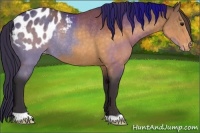 Horse Color:Buckskin Appaloosa Rabicano 