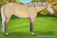 Horse Color:Silver Buckskin Dun