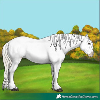 Horse Color:Silver Buckskin Sabino Appaloosa 
