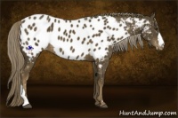 Horse Color:Chocolate Palomino Appaloosa 