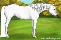 Horse Color:Gray Chestnut Appaloosa
