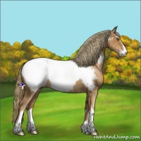 Horse Color:Liver Chestnut Pearl Sabino Snowcap