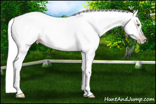 Horse Color:Gray Amber Champagne Splash 