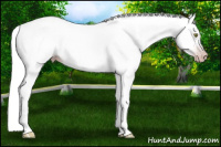 Horse Color:Gray Amber Champagne Splash