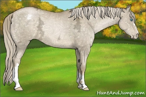 Horse Color:Chocolate Palomino Ice Pearl Appaloosa