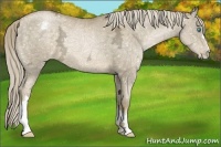 Horse Color:Chocolate Palomino Ice Pearl Appaloosa 