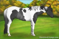 Horse Color:Black Tobiano Rabicano 