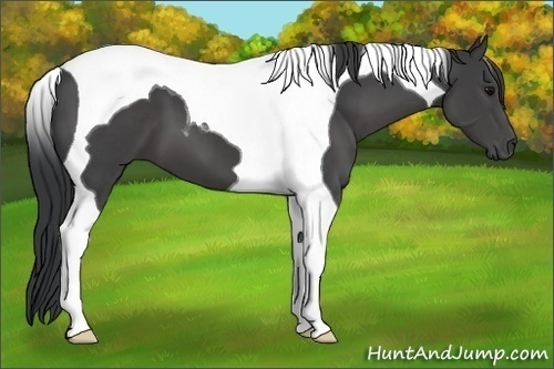 Horse Color:Black Tobiano 