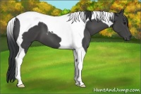 Horse Color:Black Tobiano 