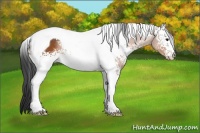 Horse Color:White Spotted Brown Tobiano 