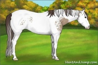 Horse Color:White Spotted Classic Champagne Tobiano Rabicano 
