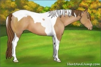 Horse Color:Brown Pearl Tobiano 