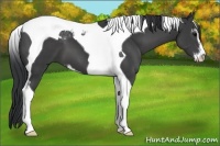 Horse Color:Black Sabino Tobiano