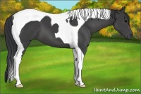 Horse Color:Black Tobiano 