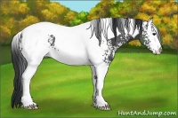Horse Color:White Spotted Black Tobiano