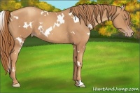 Horse Color:White Spotted Gold Champagne