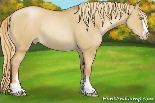 Horse Color:Red Dun Pearl Sabino Appaloosa Rabicano 