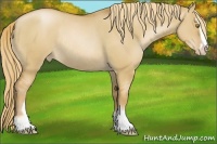Horse Color:Red Dun Pearl Sabino Appaloosa Rabicano 