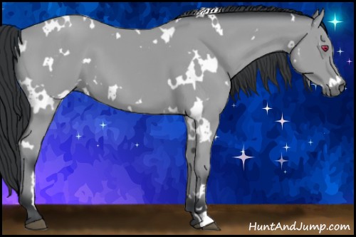 Horse Color:White Spotted Bay Chinchilla