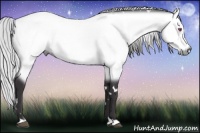 Horse Color:White Spotted Silver Buckskin Chinchilla 