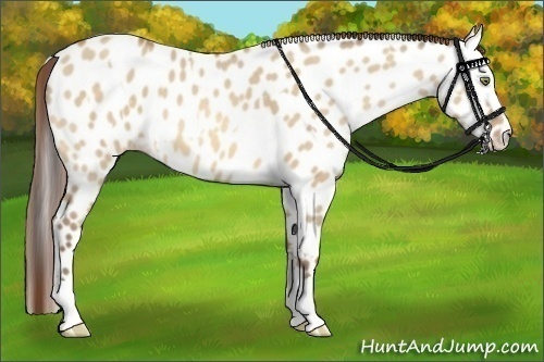Horse Color:Amber Champagne Dun Appaloosa and Amber Champagne Dun Splash Appaloosa