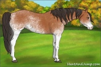 Horse Color:White Spotted Bay Splash  and White Spotted Bay 