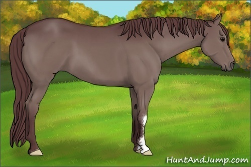 Horse Color:Chocolate Black 