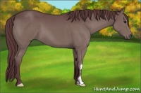 Horse Color:Chocolate Black